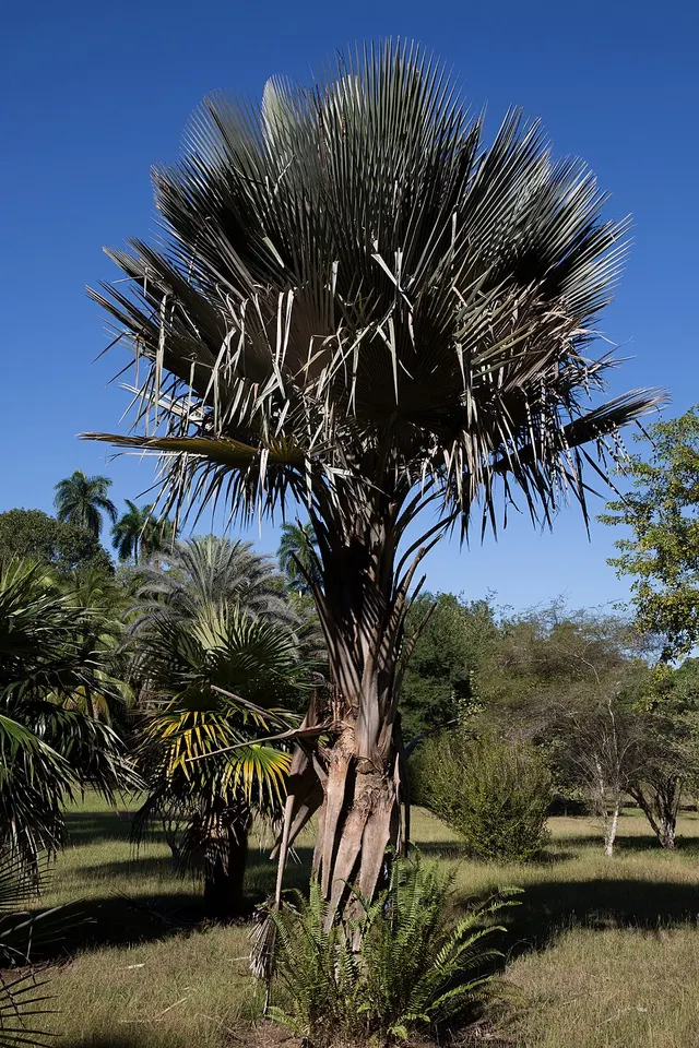 Copernicia curbeloi