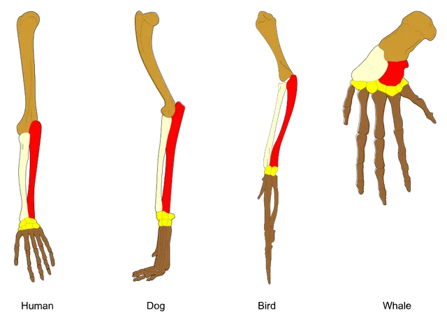 Homology