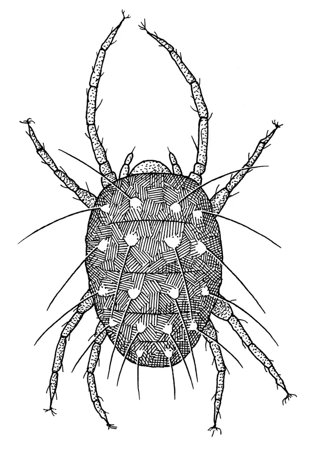 Panonychus ulmi