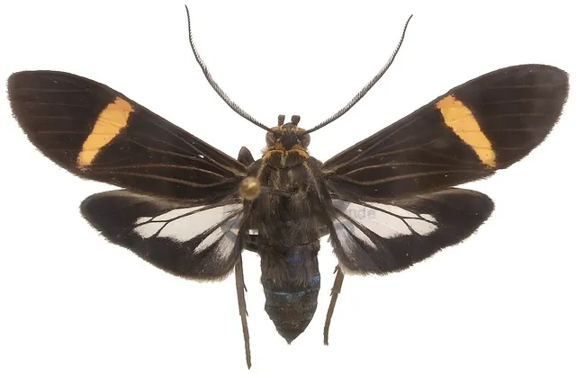 Aclytia