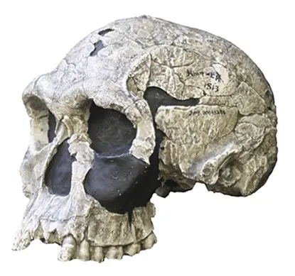 Homo habilis