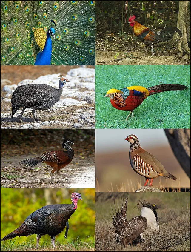 Galliformes