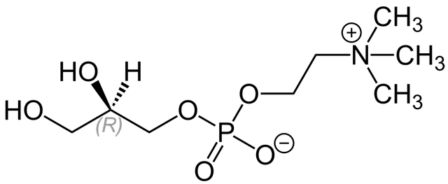 Glycerophosphocholine cholinephosphodiesterase
