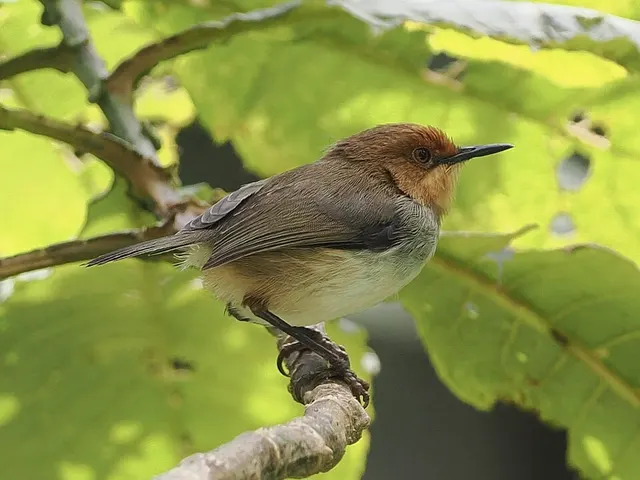 Artisornis