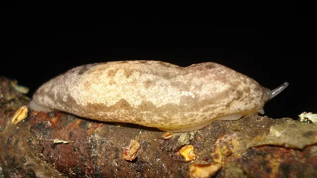 Philomycidae