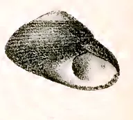 Diloma coracinum