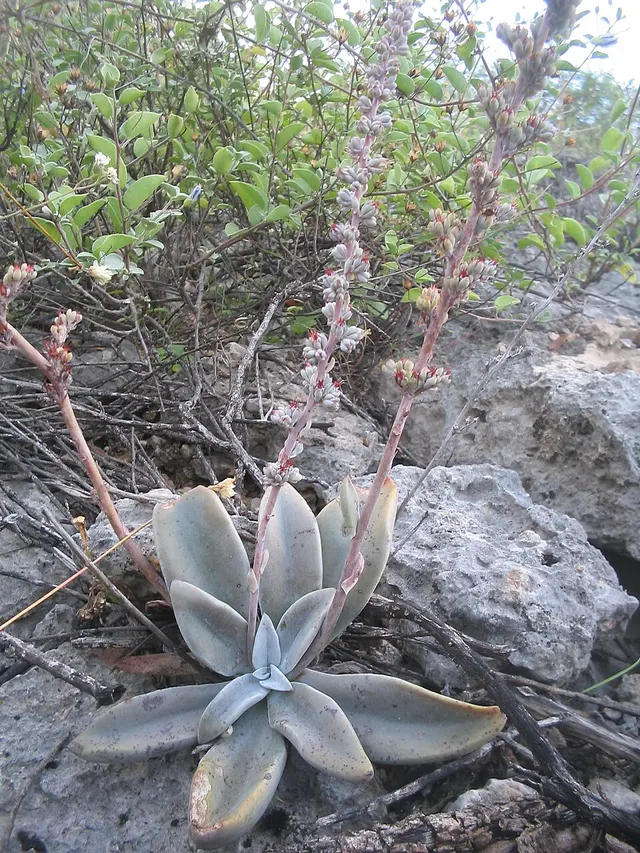 Thompsonella