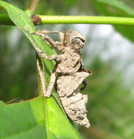 Exoskeleton