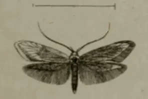 Syringopais