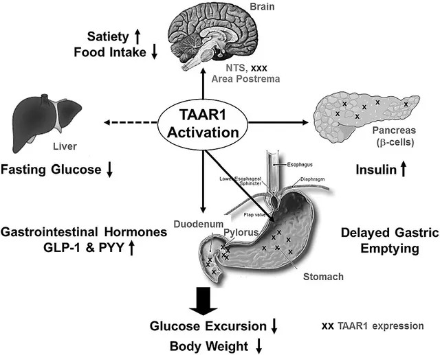 TAAR1