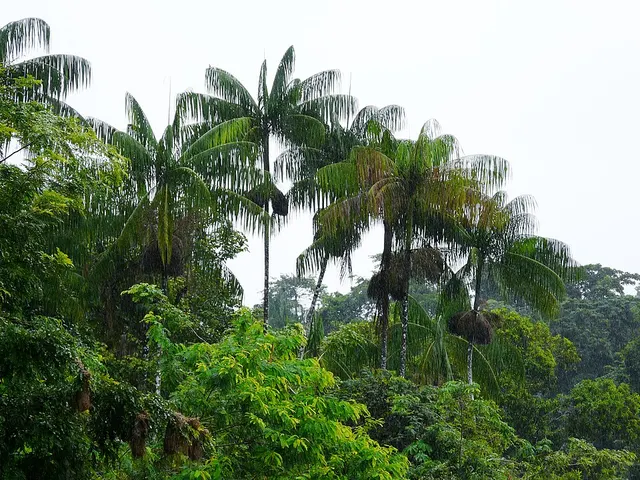 Açaí palm
