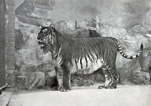 Tigre de la Caspienne