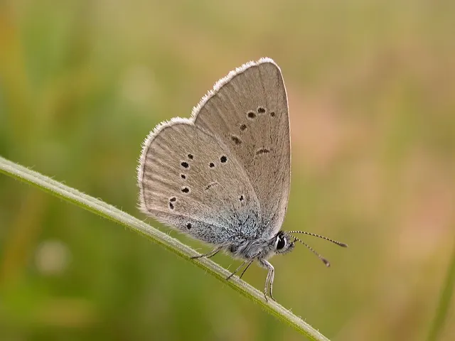 Cyaniris