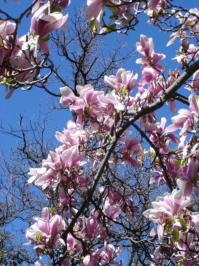 Magnolia × soulangeana