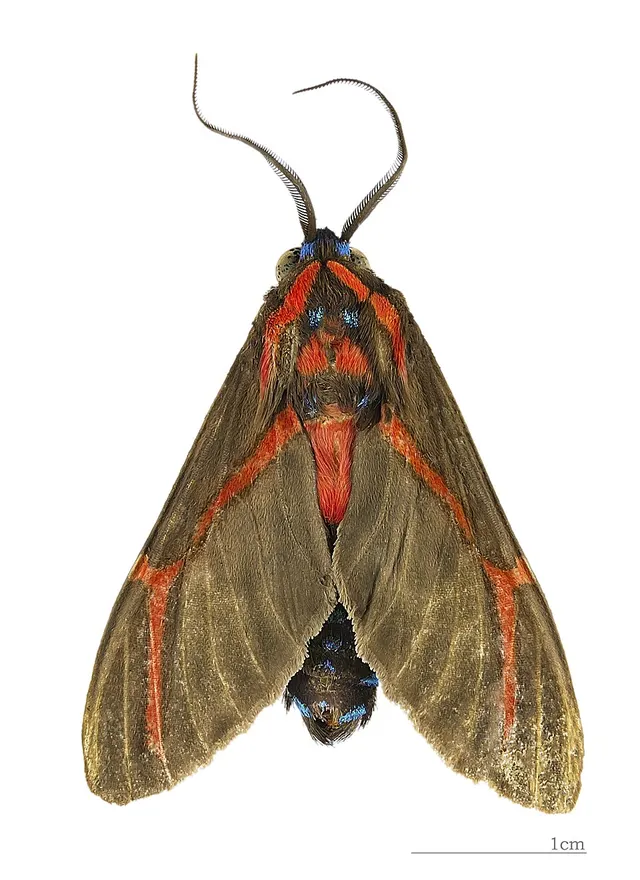 Himerarctia