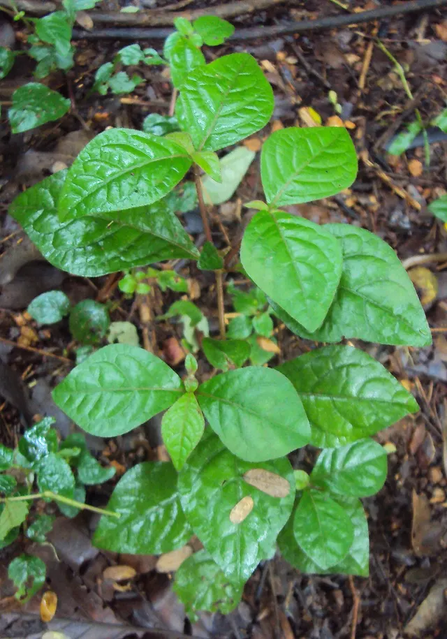 Cyathula