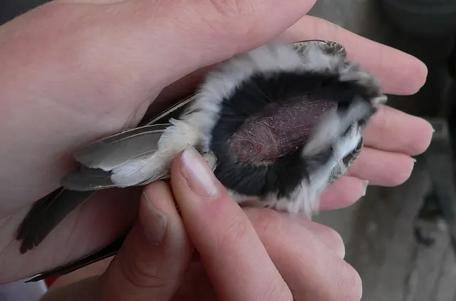 Brood patch