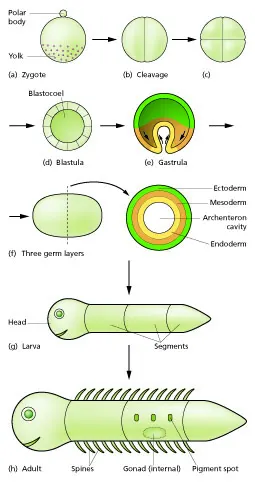 Animal embryonic development