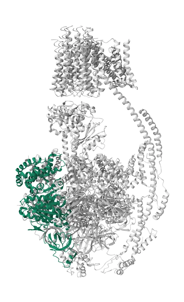 ATP5F1A