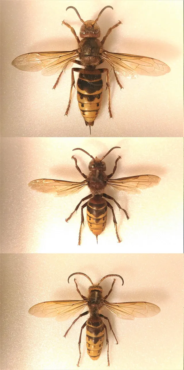European hornet