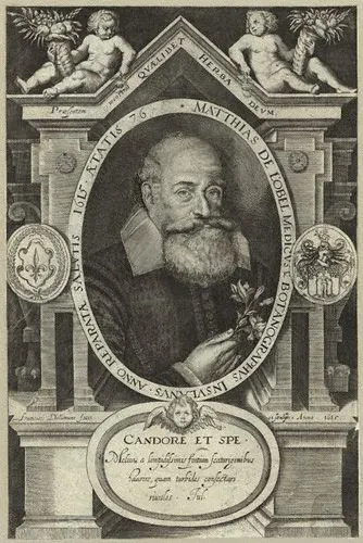 Mathias de l'Obel