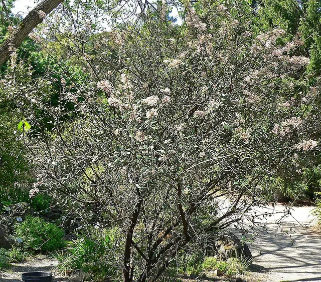 Ceanothus crassifolius
