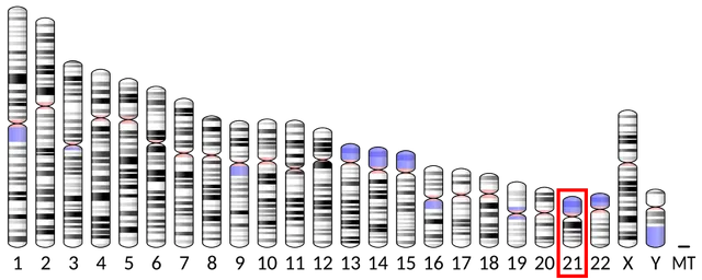 CLDN14