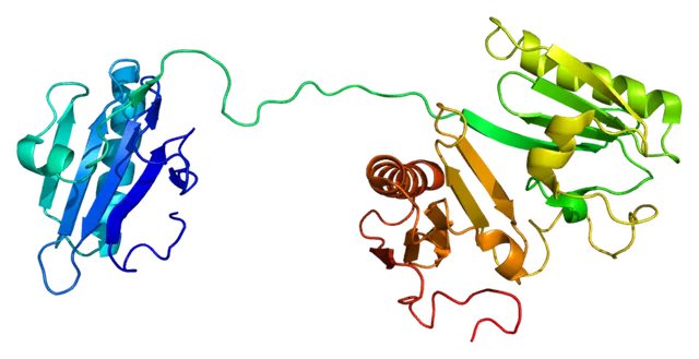 Macrophage-capping protein