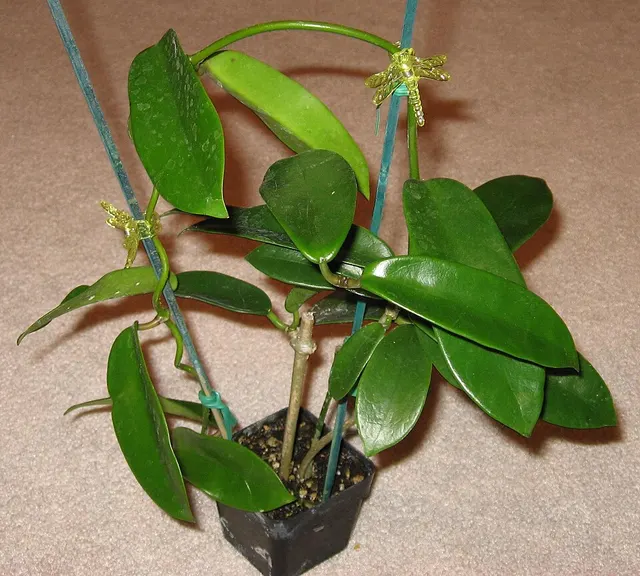 Hoya meliflua