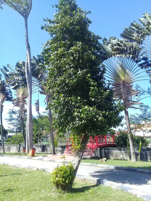 Gnetum gnemon