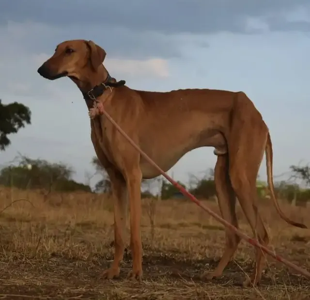 Caravan hound