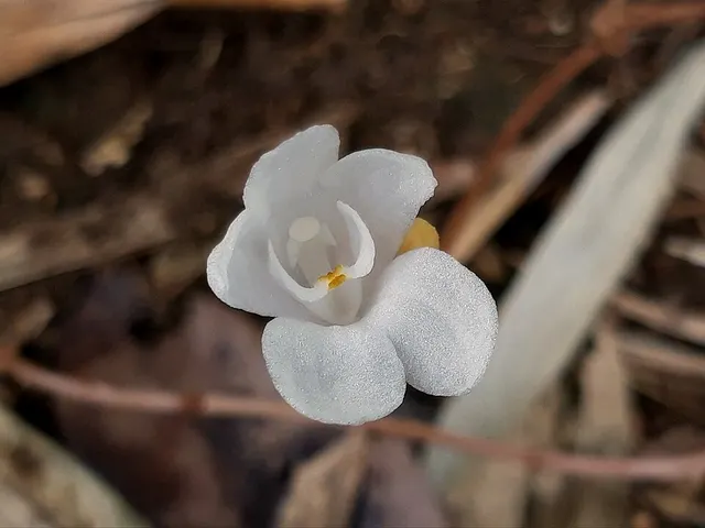 Didymoplexis