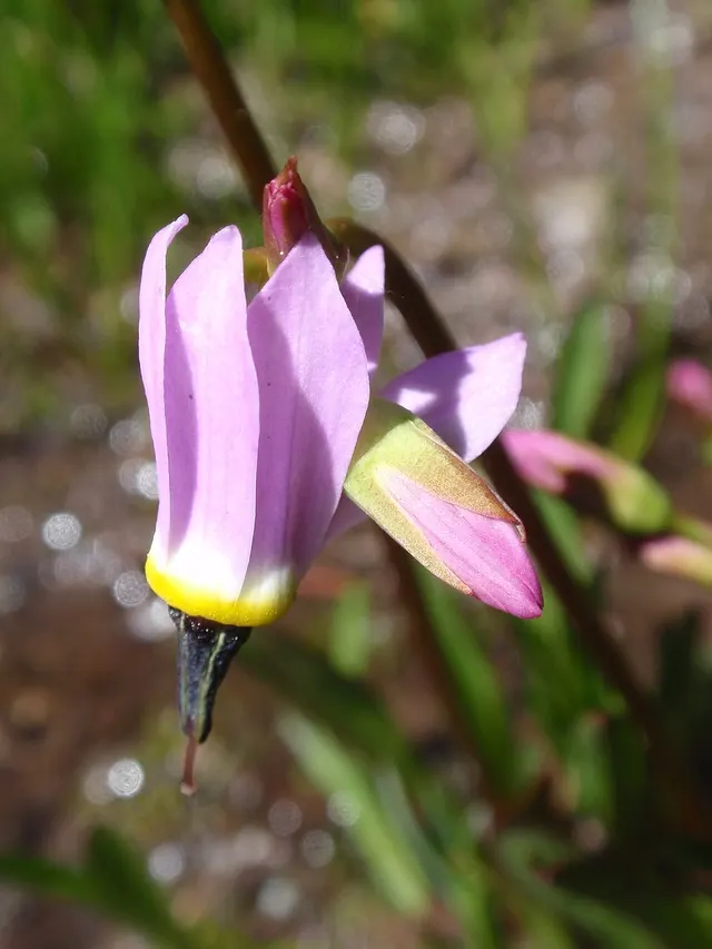 Primula tetrandra