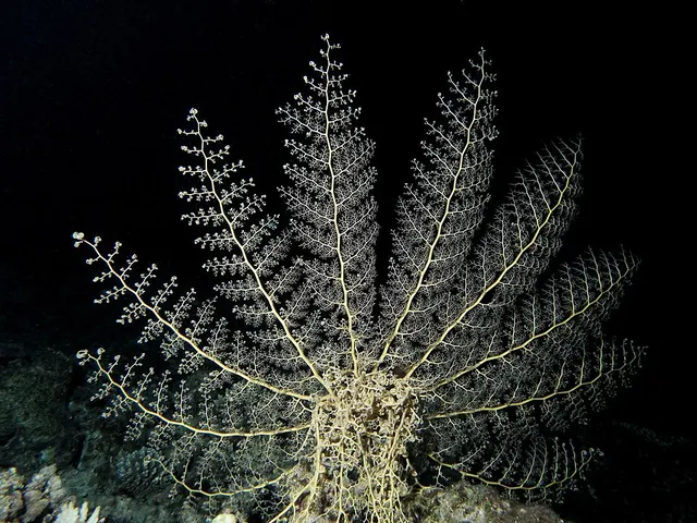 Basket star
