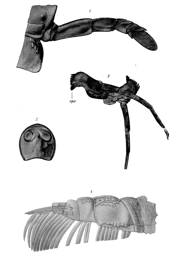 Clarkeipterus