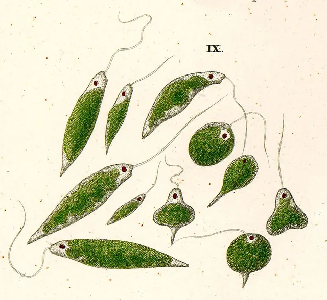 Euglenid