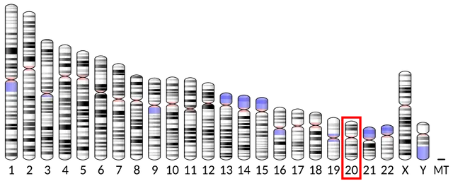 SOX12
