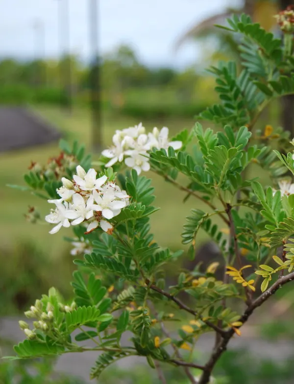 Osteomeles anthyllidifolia
