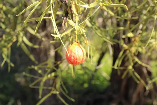 Santalum murrayanum