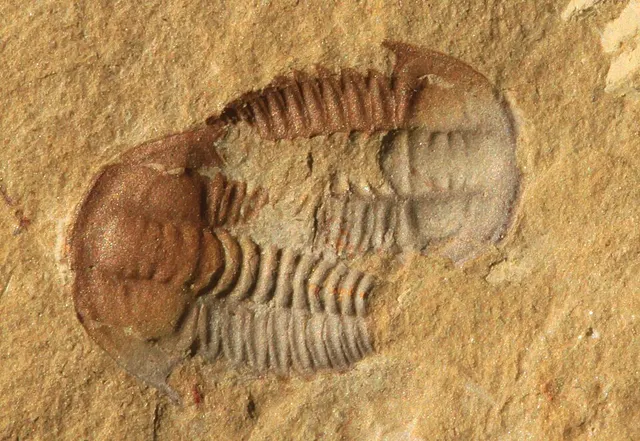 Palaeolenus
