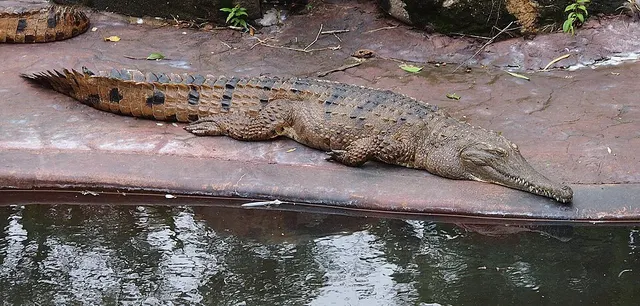 Crocodile de Johnston
