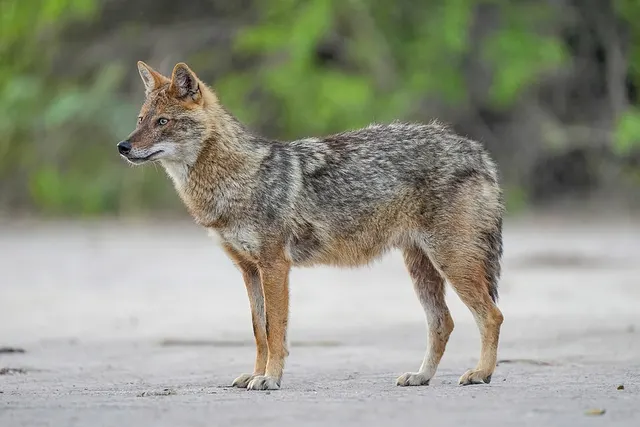 Chacal Doré