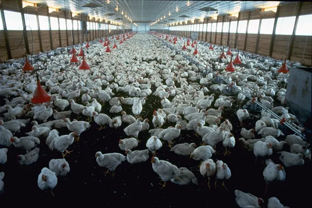 Corporate farming