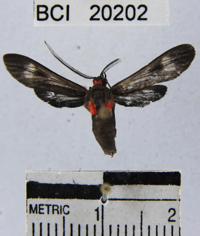 Hypocladia