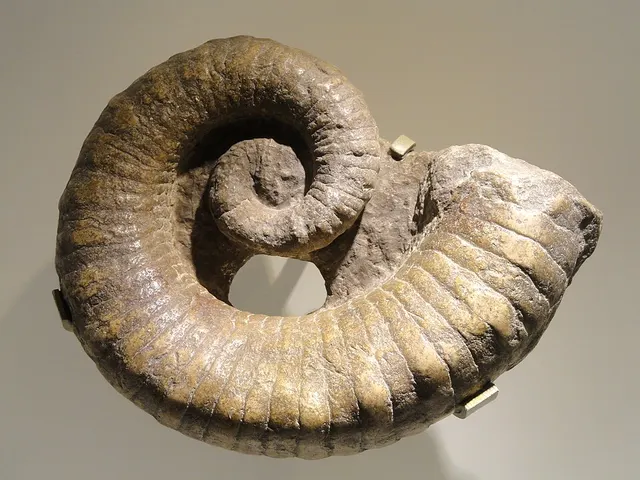 Aphetoceras