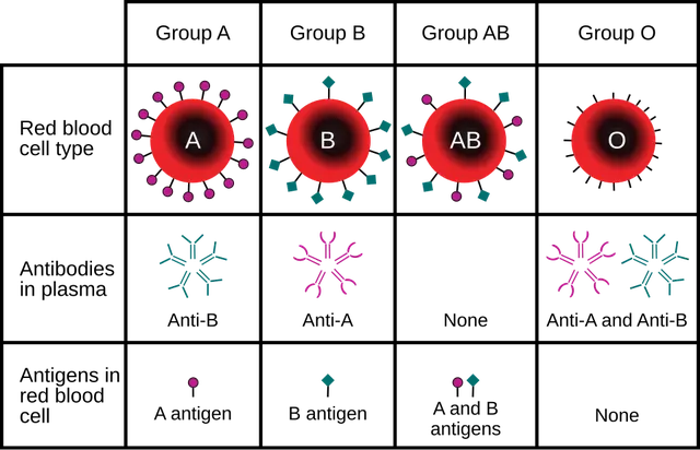 ABO blood group system