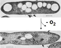 Cereibacter sphaeroides