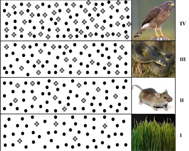 Biomagnification