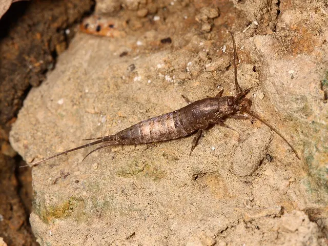 Meinertellidae