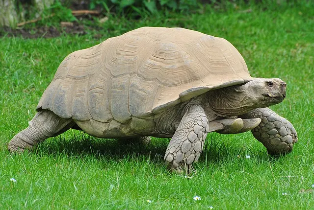Tortue sillonnée